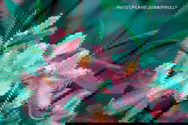 - Azalea 'Elizabeth Lane’ Pink Native Azalea - Mr Maple │ Buy Japanese Maple Trees