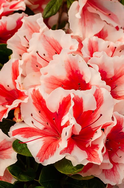 Buy Azalea 'Autumn Starburst'® Encore Azalea — Mr Maple │ Buy Japanese ...