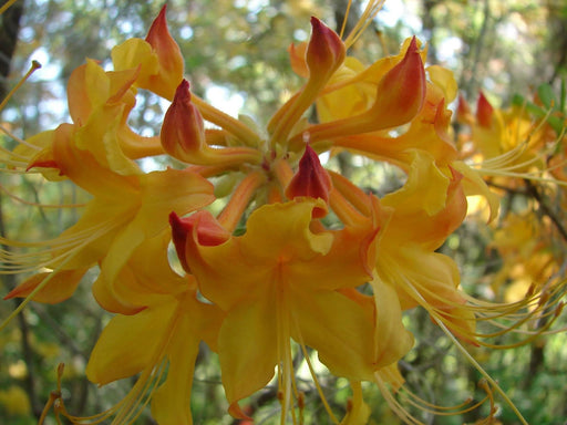 - Azalea 'Escatawpa' Native Flame Azalea - Mr Maple │ Buy Japanese Maple Trees