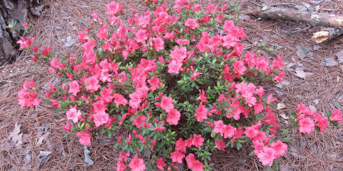 Azalea 'Fashion’ Orange Red Southern Indica Azalea — Mr Maple │ Buy ...