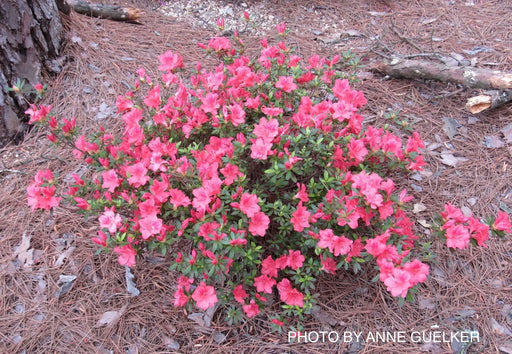 - Azalea 'Fashion’ Orange Red Southern Indica Azalea - Mr Maple │ Buy Japanese Maple Trees