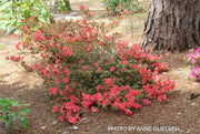 - Azalea 'Fashion’ Orange Red Southern Indica Azalea - Mr Maple │ Buy Japanese Maple Trees