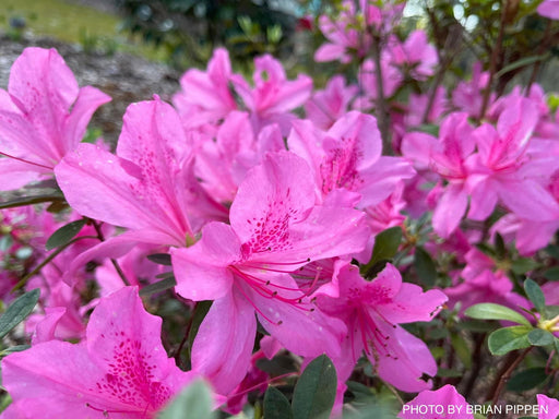 - Azalea 'Fisher Pink' Pink Evergreen Azalea Southern Indica - Mr Maple │ Buy Japanese Maple Trees