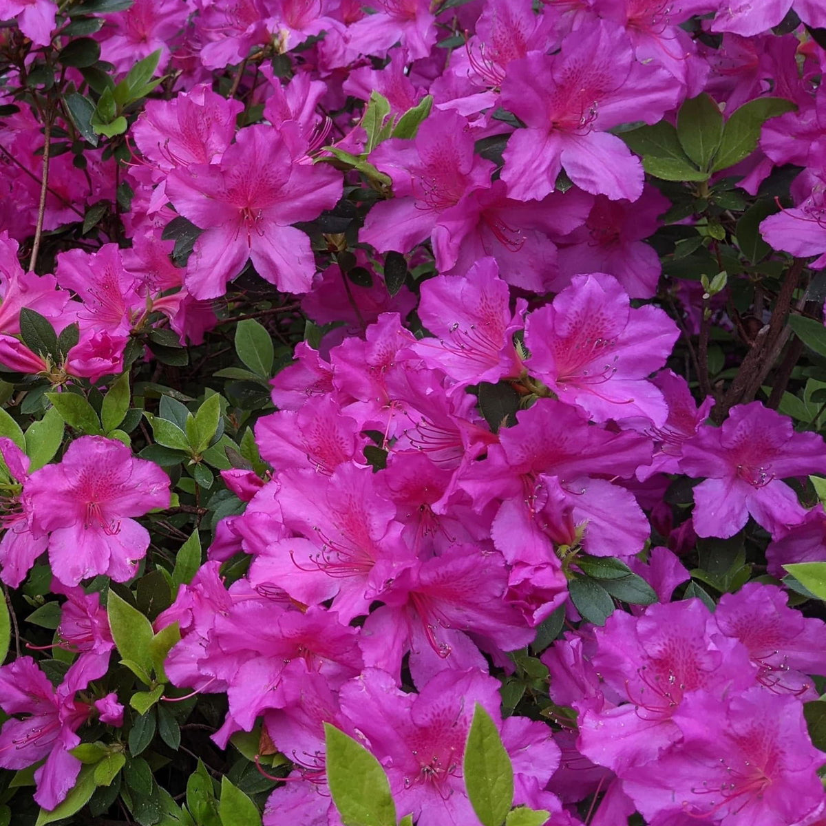 Buy Azalea 'Formosa Dwarf’ Purple Evergreen Native Azalea — Mr Maple ...