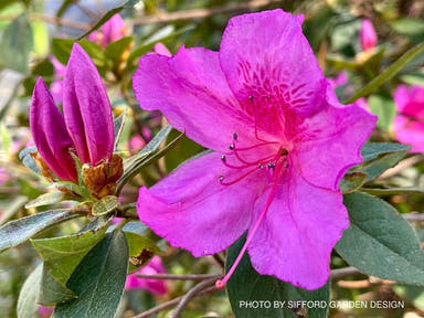 - Azalea 'Formosa' Purple Evergreen Azalea Southern Indica - Mr Maple │ Buy Japanese Maple Trees