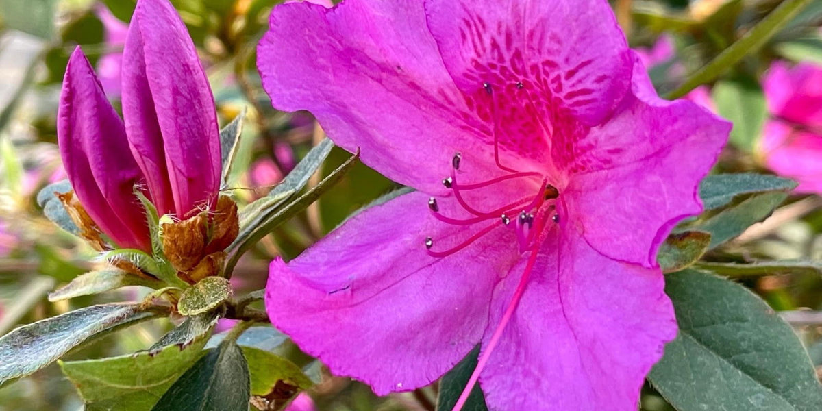 Buy Azalea 'Formosa' Purple Evergreen Native Azalea — Mr Maple