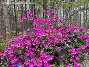 - Azalea 'Formosa' Purple Evergreen Azalea Southern Indica - Mr Maple │ Buy Japanese Maple Trees