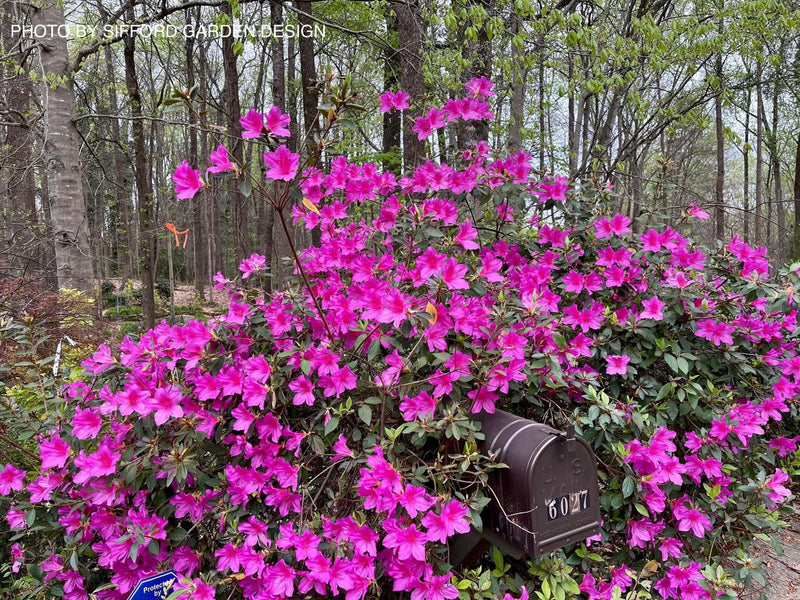 - Azalea 'Formosa' Purple Evergreen Azalea Southern Indica - Mr Maple │ Buy Japanese Maple Trees