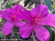 - Azalea 'Formosa' Purple Evergreen Azalea Southern Indica - Mr Maple │ Buy Japanese Maple Trees