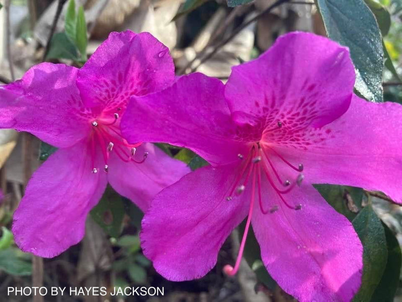 - Azalea 'Formosa' Purple Evergreen Azalea Southern Indica - Mr Maple │ Buy Japanese Maple Trees