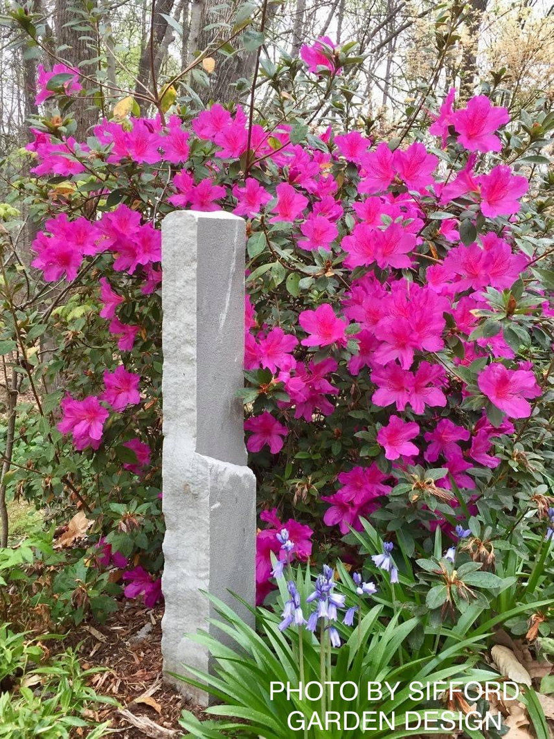 - Azalea 'Formosa' Purple Evergreen Azalea Southern Indica - Mr Maple │ Buy Japanese Maple Trees