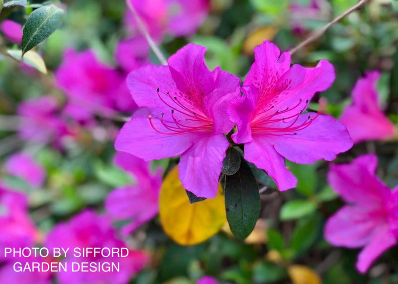 - Azalea 'Formosa' Purple Evergreen Azalea Southern Indica - Mr Maple │ Buy Japanese Maple Trees