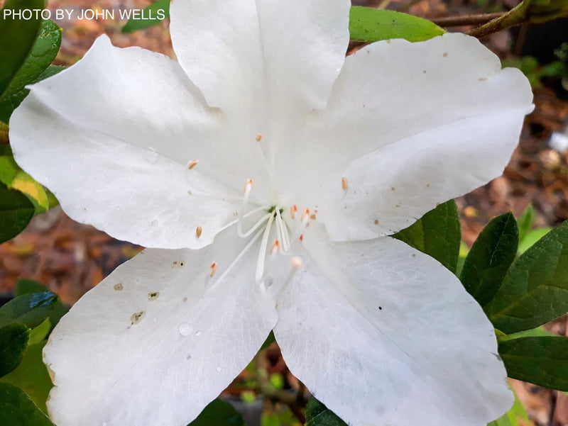 - Azalea 'G..G. Gerbing’ Southern Indica White Azalea - Mr Maple │ Buy Japanese Maple Trees