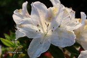 - Azalea 'G..G. Gerbing’ Southern Indica White Azalea - Mr Maple │ Buy Japanese Maple Trees