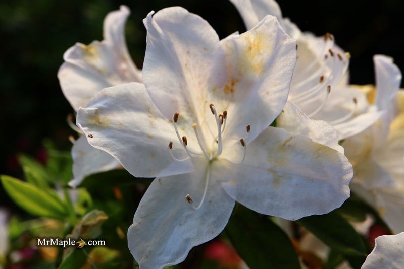 - Azalea 'G..G. Gerbing’ Southern Indica White Azalea - Mr Maple │ Buy Japanese Maple Trees