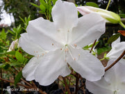 - Azalea 'G..G. Gerbing’ Southern Indica White Azalea - Mr Maple │ Buy Japanese Maple Trees