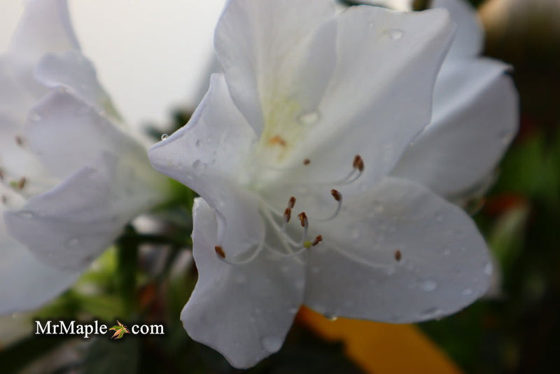 - Azalea 'G..G. Gerbing’ Southern Indica White Azalea - Mr Maple │ Buy Japanese Maple Trees