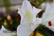 - Azalea 'G..G. Gerbing’ Southern Indica White Azalea - Mr Maple │ Buy Japanese Maple Trees
