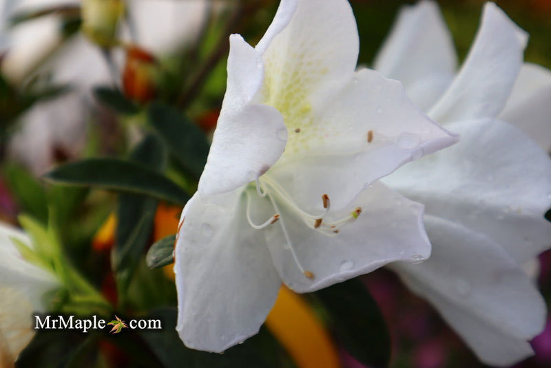 - Azalea 'G..G. Gerbing’ Southern Indica White Azalea - Mr Maple │ Buy Japanese Maple Trees