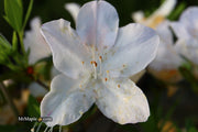 - Azalea 'G..G. Gerbing’ Southern Indica White Azalea - Mr Maple │ Buy Japanese Maple Trees