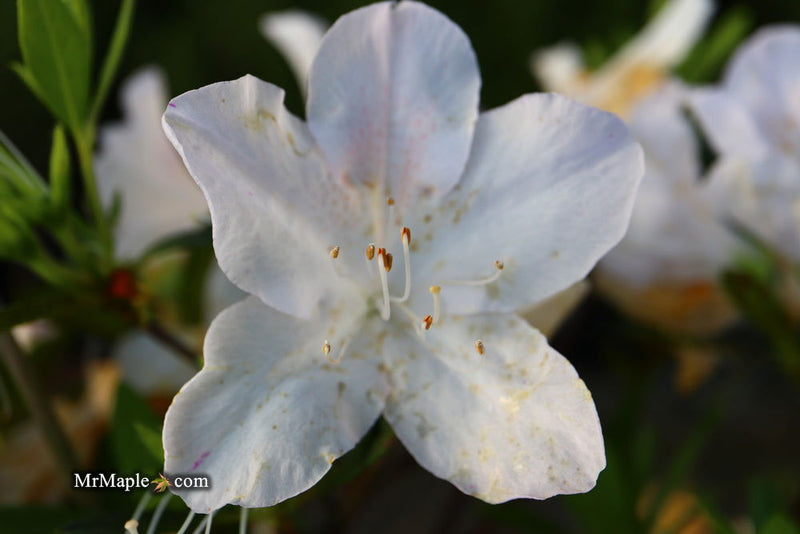 - Azalea 'G..G. Gerbing’ Southern Indica White Azalea - Mr Maple │ Buy Japanese Maple Trees
