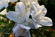 - Azalea 'G..G. Gerbing’ Southern Indica White Azalea - Mr Maple │ Buy Japanese Maple Trees