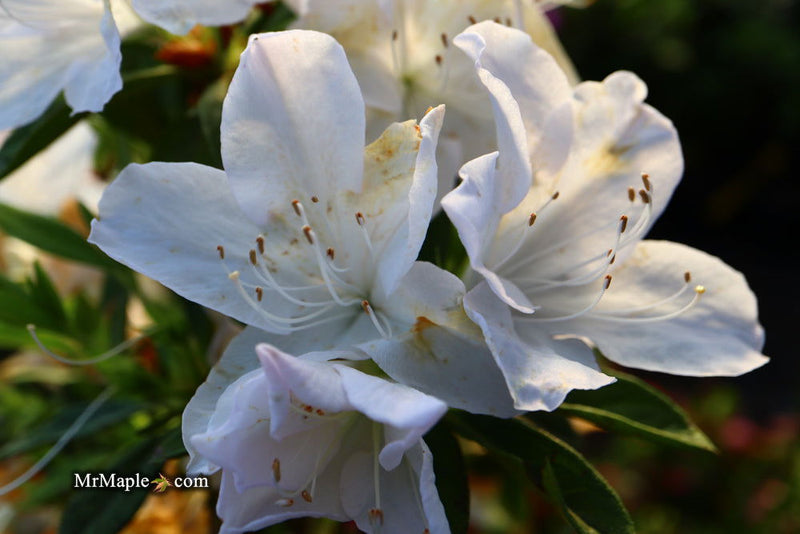 - Azalea 'G..G. Gerbing’ Southern Indica White Azalea - Mr Maple │ Buy Japanese Maple Trees