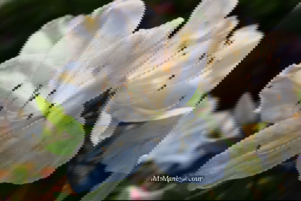 Buy Azalea 'G.G. Gerbing' Southern Indica White Azalea — Mr Maple