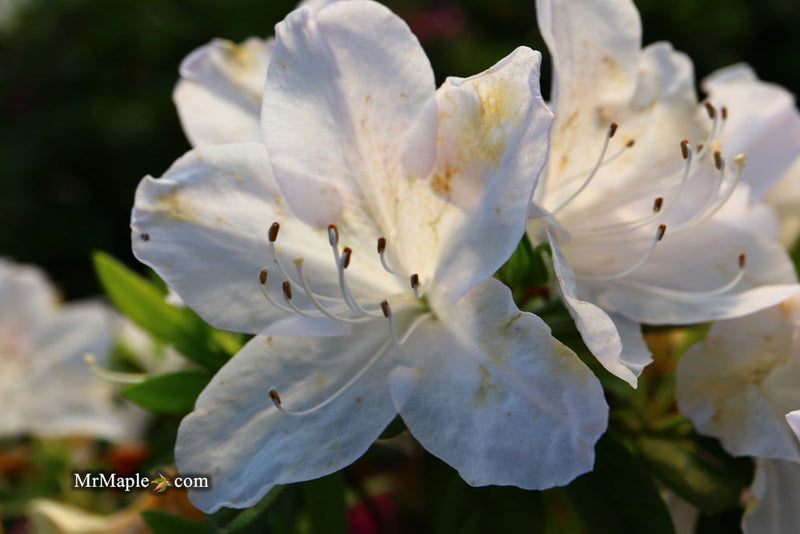 - Azalea 'G..G. Gerbing’ Southern Indica White Azalea - Mr Maple │ Buy Japanese Maple Trees