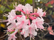 - Azalea 'Gadsden County' Piedmont Azalea Native - Mr Maple │ Buy Japanese Maple Trees