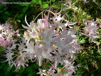 - Azalea 'Gadsden County' Piedmont Azalea Native - Mr Maple │ Buy Japanese Maple Trees