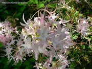 - Azalea 'Gadsden County' Piedmont Azalea Native - Mr Maple │ Buy Japanese Maple Trees
