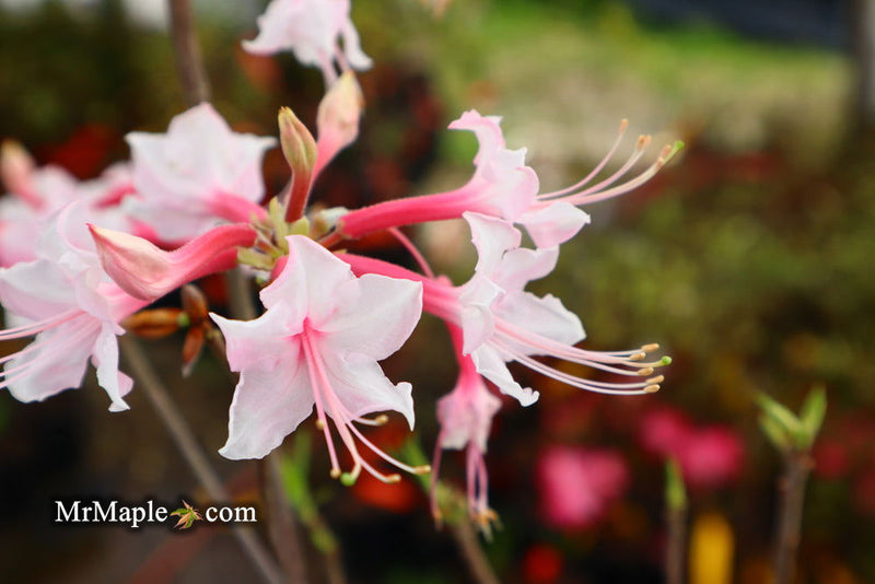 - Azalea 'Gadsden County' Piedmont Azalea Native - Mr Maple │ Buy Japanese Maple Trees