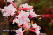 - Azalea 'Gadsden County' Piedmont Azalea Native - Mr Maple │ Buy Japanese Maple Trees