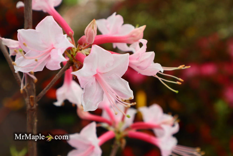 - Azalea 'Gadsden County' Piedmont Azalea Native - Mr Maple │ Buy Japanese Maple Trees