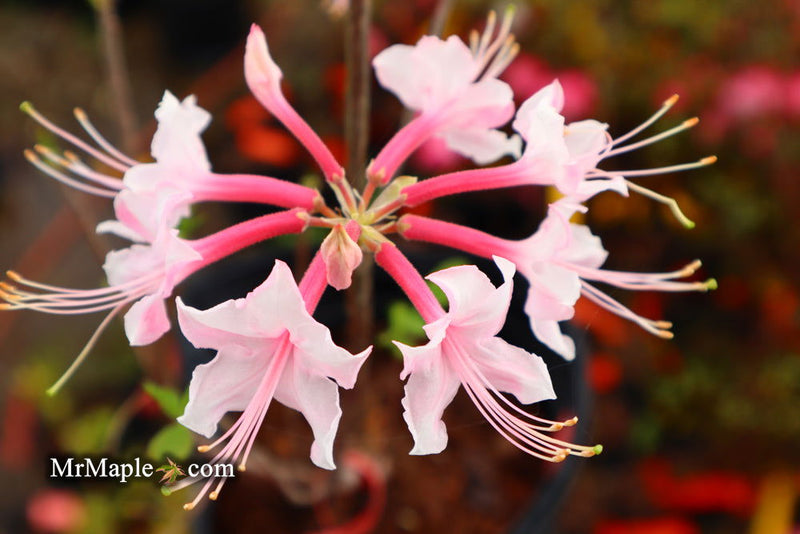 - Azalea 'Gadsden County' Piedmont Azalea Native - Mr Maple │ Buy Japanese Maple Trees
