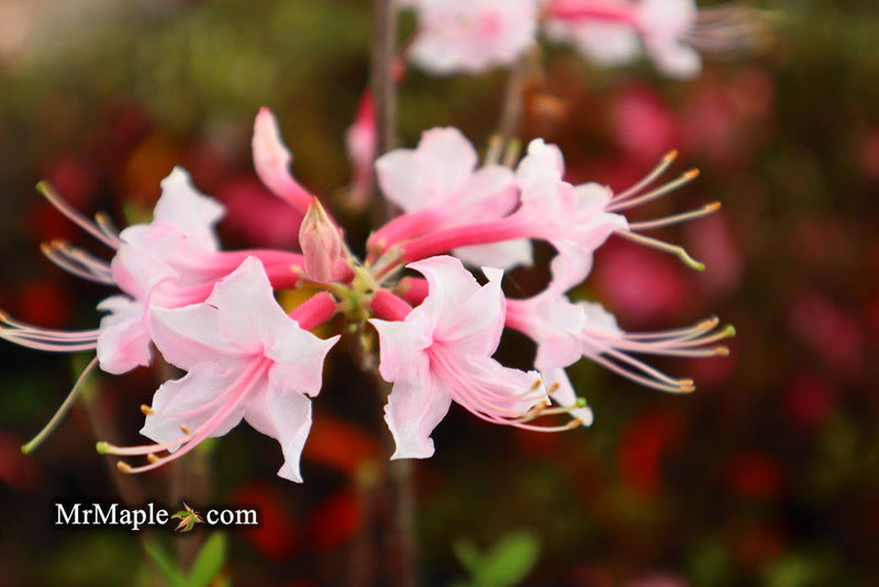- Azalea 'Gadsden County' Piedmont Azalea Native - Mr Maple │ Buy Japanese Maple Trees