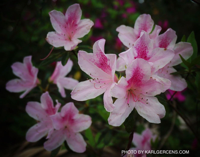 - Azalea 'George Taber’ Tall Southern Indica Azalea - Mr Maple │ Buy Japanese Maple Trees