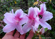 - Azalea 'George Taber’ Tall Southern Indica Azalea - Mr Maple │ Buy Japanese Maple Trees