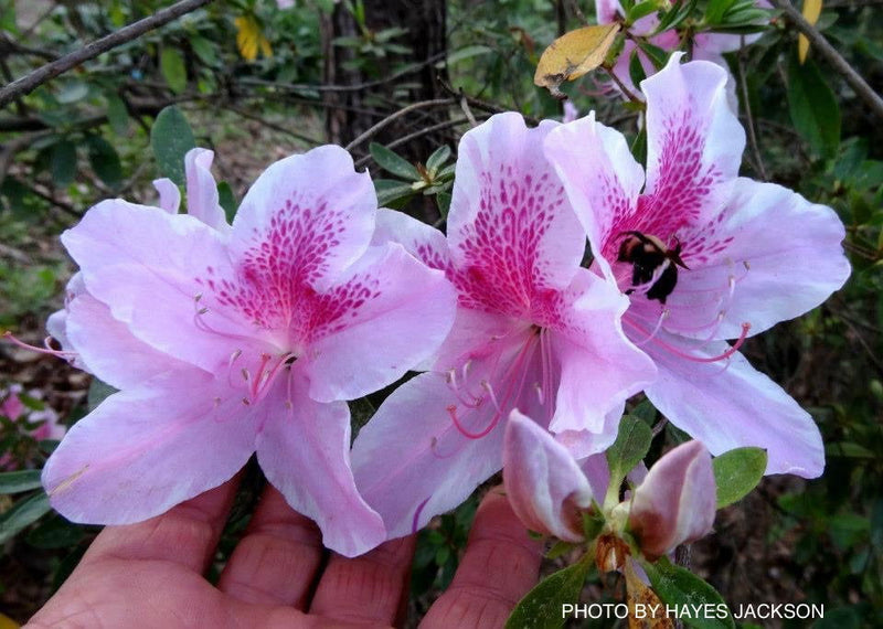 - Azalea 'George Taber’ Tall Southern Indica Azalea - Mr Maple │ Buy Japanese Maple Trees