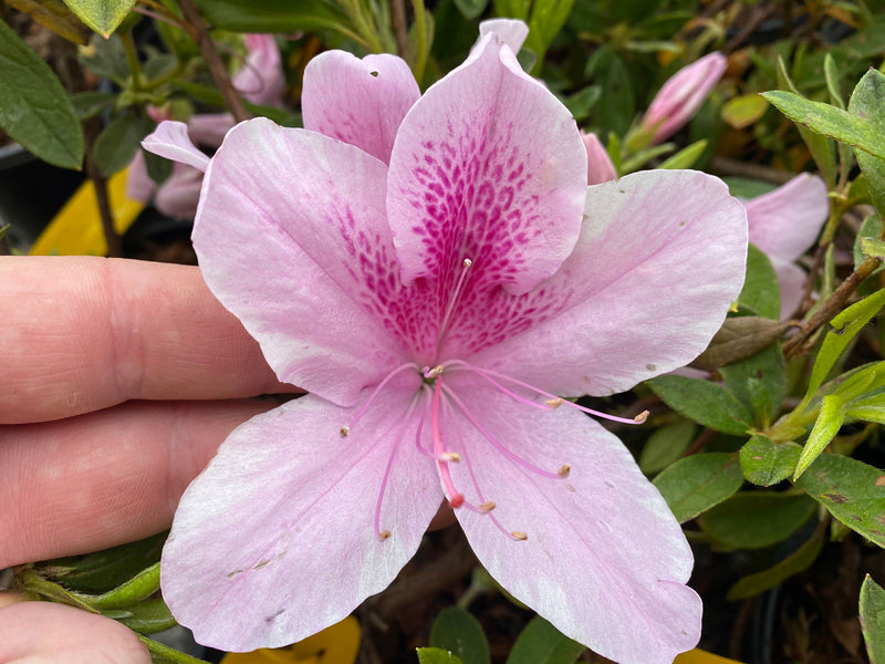 - Azalea 'George Taber’ Tall Southern Indica Azalea - Mr Maple │ Buy Japanese Maple Trees