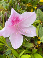 - Azalea 'George Taber’ Tall Southern Indica Azalea - Mr Maple │ Buy Japanese Maple Trees