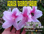 - Azalea 'George Taber’ Tall Southern Indica Azalea - Mr Maple │ Buy Japanese Maple Trees