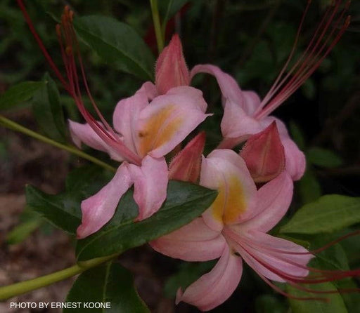 - Azalea ‘George Wood Pink’ Pink Native Azalea - Mr Maple │ Buy Japanese Maple Trees