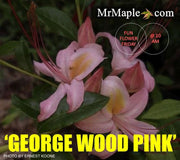 - Azalea ‘George Wood Pink’ Pink Native Azalea - Mr Maple │ Buy Japanese Maple Trees