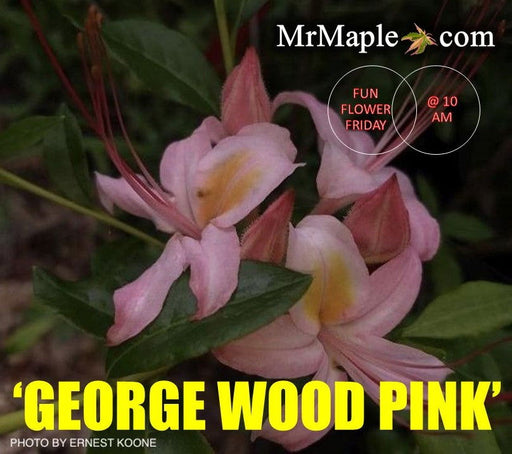 - Azalea ‘George Wood Pink’ Pink Native Azalea - Mr Maple │ Buy Japanese Maple Trees