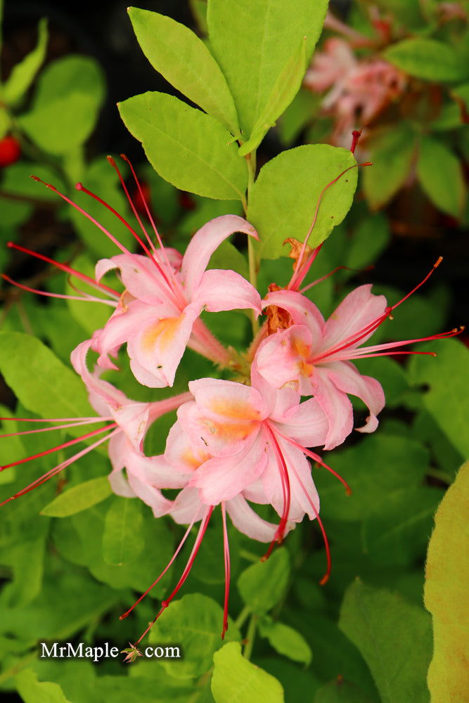 Buy Azalea 'George Wood Pink' Pink Native Azalea — Mr Maple │ Buy