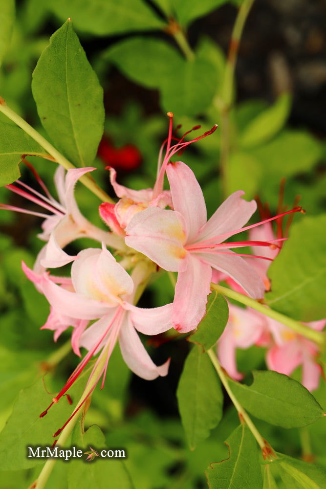 - Azalea ‘George Wood Pink’ Pink Native Azalea - Mr Maple │ Buy Japanese Maple Trees