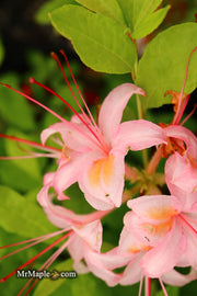- Azalea ‘George Wood Pink’ Pink Native Azalea - Mr Maple │ Buy Japanese Maple Trees