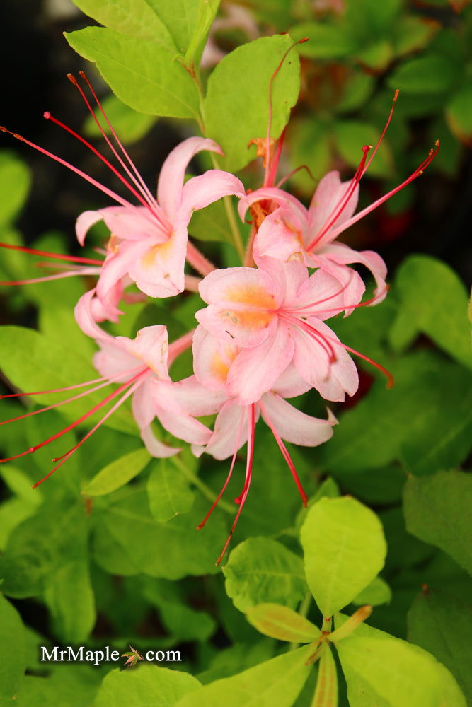 - Azalea ‘George Wood Pink’ Pink Native Azalea - Mr Maple │ Buy Japanese Maple Trees